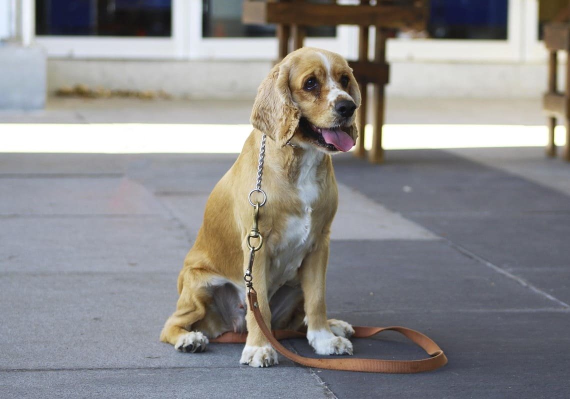 How to Train a Puppy at Home