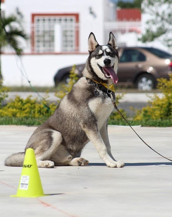 train a puppy at home